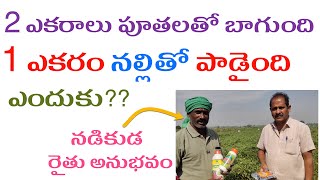 మిరుపలో పనిచేసిన నల్లిమందు |Margo Power | #nalli #mirapavirus #mirchivirus #mirchinalli #chillivirus