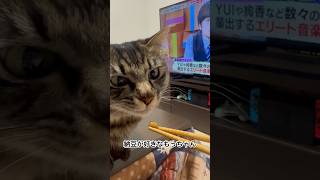 納豆食べる猫