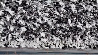 Snow Geese Murmuration | Loess Bluffs National Wildlife Refuge🪿