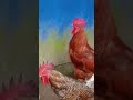 kalippanbrothers rooster comedy നിൻറെ മുട് എവിടെടി🐔🐔🐔🐓🐓🥚🥚