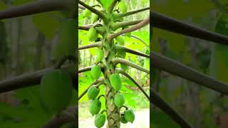 #பப்பாளிப் பழம்#Papaya Fruit#Carica papaya#nature #plants