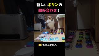 新しいボタンの組み合わせ！【会話ボタンでしゃべる犬】 #shorts #dog