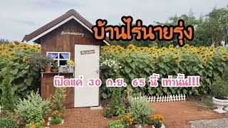 บ้านไร่นายรุ่ง จ.กาญจนบุรี EP.23 ทุ่งดอกทานตะวันรีบมาดูกันด่วน #กาญจนบุรี #บ้านไร่นายรุ่ง #ทานตะวัน