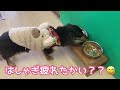 【保護犬】甘えん坊だけどドライな対応？？ツンデレ美人なリリィ♡