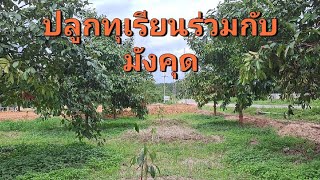 ทุเรียนร่วมกับมังคุด