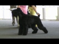 black russian terrier