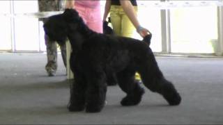 Black  Russian  terrier