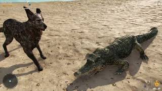Far cry 6 boom boom vs crocodile