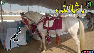 Punjabi Culture I Nukra I Stallion I Ghora Kakah I Sawa Ghora I Desi Breed I Horse Channel I Stud