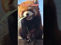 red panda ma quanto è bello cute funny cutecat video panda