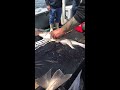 dave marciano filleting haddock