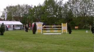 Dutch sporthorses - Amos, Tenerife x Indoctro Show Jumping