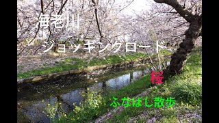 海老川（桜）　船橋駅からぐるっと一周6キロの散歩