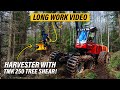 Tree Shear on a Harvester!? - TMK 250 & Valmet 901.3 Long Working Video From Thinning Site.
