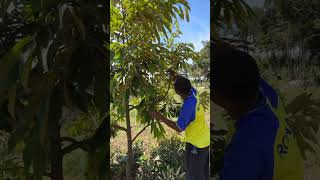 Pemangkasan durian