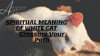 Spiritual Meaning of White Cat Crossing Your Path