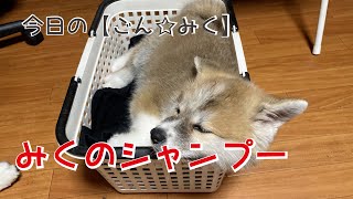 みくる初めてのシャンプー  秋田犬【今日のごん☆みく】