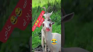 adorable baby goat -baby goat-funny goat goat vedio tiktok #shorts #baby #goat #viral #bakri