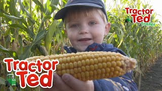 A-Mazing Day 🌽 | New Tractor Ted Trailer | Tractor Ted Official Channel