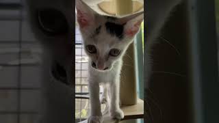 生後30日の保護子猫が半年かけて成長していく動画#可愛い子猫