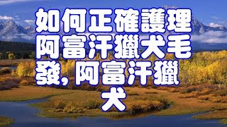 如何正確護理阿富汗獵犬毛發,阿富汗獵犬