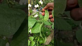 மாடித்தோட்டம் சின்ன செடியில் இவ்வளவு அவரைக்காய் வருமா!! | Broad Beans organic #trending  #ஷார்ட்ஸ்