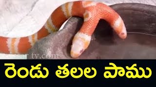 రెండు తలల పాము |  Two Heads Snake