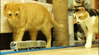 【車載カメラ】プラレールを猫カフェで走らせてみたら猫たちが…！/ Plarail in Cat cafe［Camera Car POV］