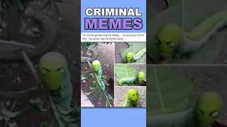 These Memes Are Criminal