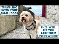 The ONE Thing You Need to Travel Everywhere with Your Dog! | Cavapoo