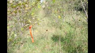 For Deer Hunters   How to Improve a Deer Habitat   Use Birch Trees