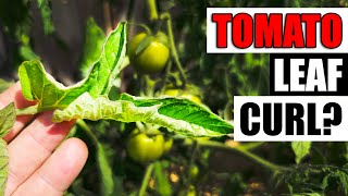 Tomato Leaf Curl - Garden Quickie Episode 161