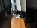 お外の世界が気になる猫さん。 shorts