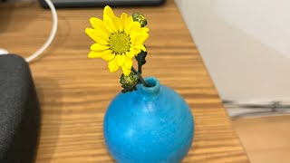 半額になったお彼岸用の花束で遊ぶ！