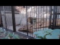 2016年11月野毛山動物園　異常行動をするライオン