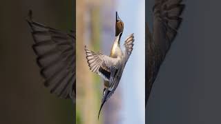 Northern pintail sound