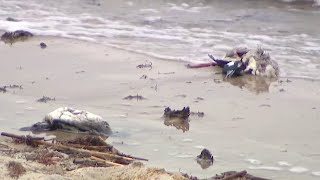 Dozens of dead birds found on Long Island beach, believed to be result of avian flu