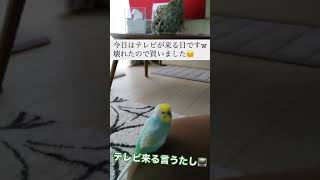 テレビ📺が来る日に寝てたらインコに怒られた😭#shorts