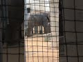 空秋゜④インドゾウ・印度像・リュウトくん・沖縄こどもの国・・・indian_elephant ・okinawa zoo u0026 museum 20241111