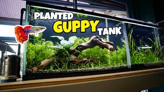 Building a PLANTED GUPPY AQUARIUM! Planted Guppy Tank for Beginners