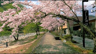 南信州阿智村昼神温泉　満開のさくらの道