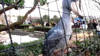 Shoebill Stork 　ハシビロコウのクラッタリング