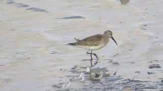 Curlew Sandpiper, Tayock Montrose Basin