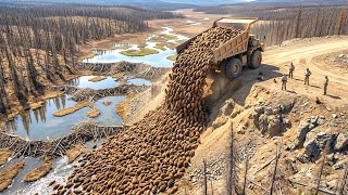 They Released Beavers Onto Barren Canadian Land — What Happened Next Can Be Seen From Space