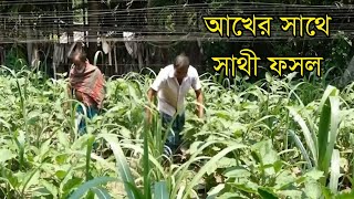 আখের সাথে সাথী ফসল ( মটরশুটি, ছোলা, বুট, রওশন, তিল, তিশী, সূর্যমুখী ও বাদাম ) - Around of bengal