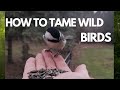 How to tame wild birds.