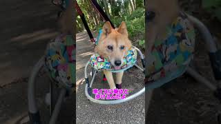 【寝たきりだけど車イスがあれば歩けるルーさん】#車椅子犬 #寝たきり犬 #老犬介護 #老犬の可愛さ #虹組3年生 #shorts #保護犬 #雑種犬