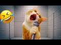 Guilty Dog and cat is so funny😹🐕Try Not to Laugh😺2024 Part 5