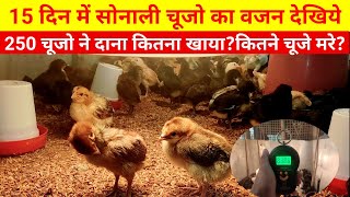 15 दिन में सोनाली चूजो का वजन देखिये,दाना कितना खाया?(Sonali chicken farming)