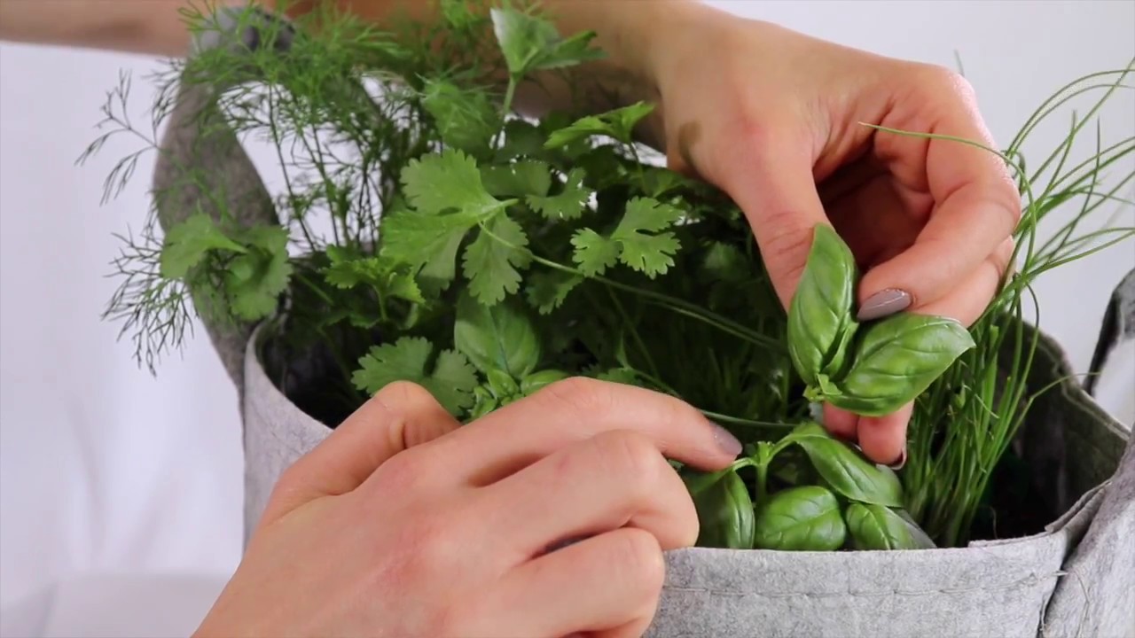 How To Harvest Sweet Basil - YouTube